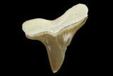 Fossil Shark (Cretoxyrhina) Tooth - Kansas #134832-1